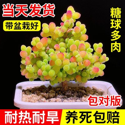 高端多肉植物蜜橘糖球枝干番杏盆栽花卉米粒冰晶稀有品种绿植好养