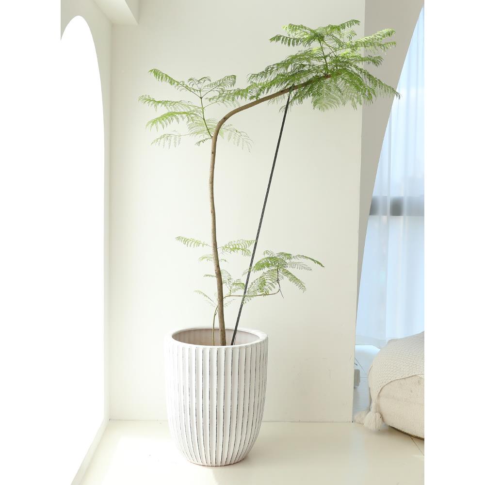 办蓝花楹型绿lzy68077植室内客厅落地卧室大造玄关阳台景公室盆栽