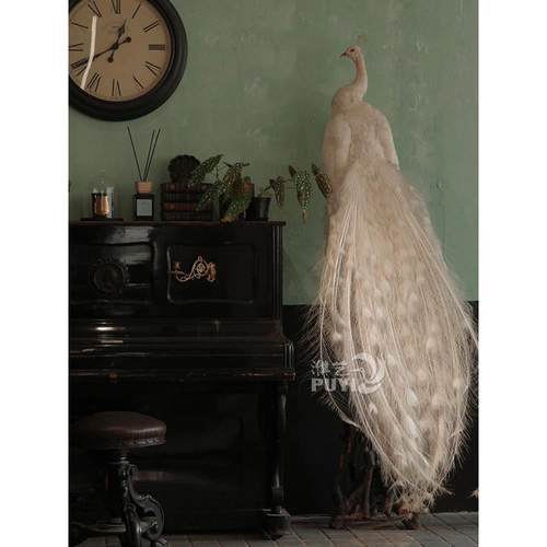 彷真动物孔雀模型真羽毛摆件客厅橱窗舞台落地装饰品婚庆摄影道具