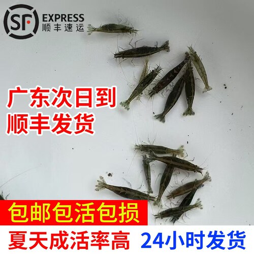 广东黑壳虾活体除藻鱼套餐除藻虾清洁虾观赏虾草虾鱼缸活体