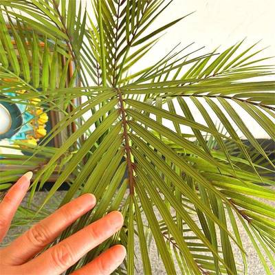 性蕨类个仿植真物盆栽手贵感针葵妃葵散尾葵88021葵树民宿装饰摆