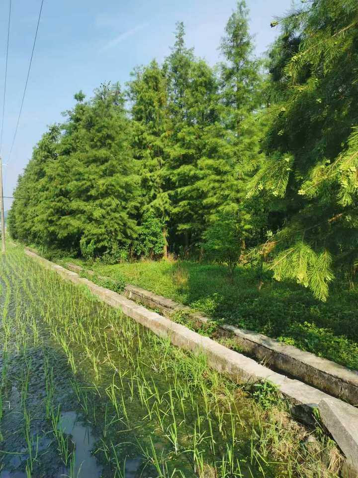 1月21日泰州园林公司落羽杉、榉树、沙朴等一批网络拍卖公告