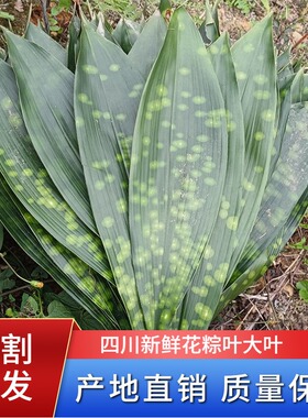四川花粽叶新鲜粽子云南粽叶铜钱花大粽子叶箬叶非竹叶芦苇叶包邮
