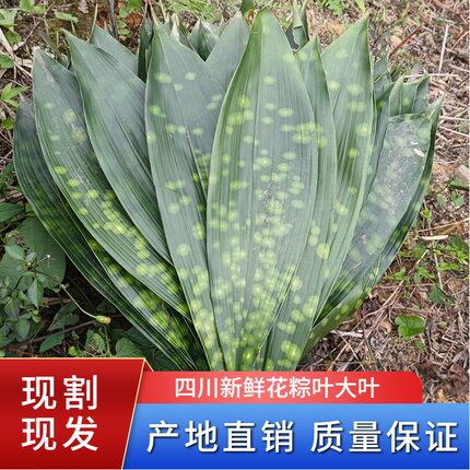 四川花粽叶新鲜粽子云南粽叶铜钱花大粽子叶箬叶非竹叶芦苇叶包邮