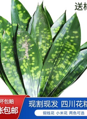 四川花粽叶新鲜粽子云南粽叶铜钱花大粽子叶箬叶铜钱花小米花包邮