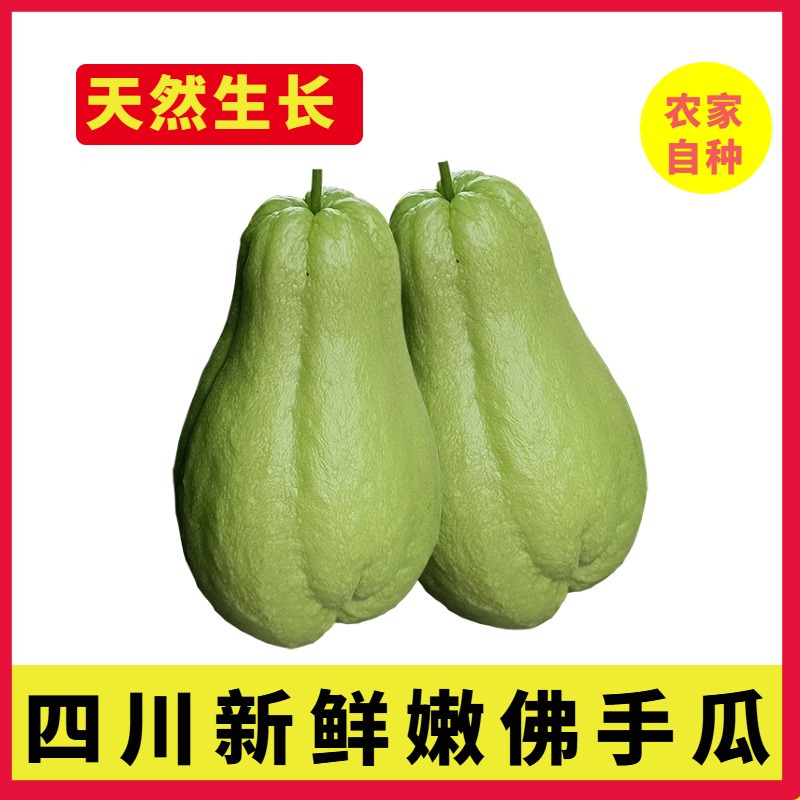 四川佛手瓜新鲜洋丝瓜现摘捧瓜嫩瓜农家蔬菜寿瓜丰收瓜原生态葵瓜