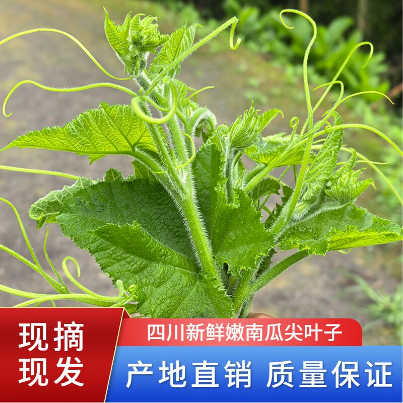 四川特产南瓜藤新鲜南瓜尖农家自种南瓜叶粗条嫩南瓜茎时令青蔬菜
