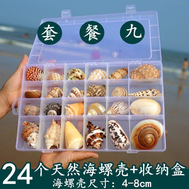 速发速发贝壳海螺标本螺海星礼盒海洋生物科儿童普园儿幼把玩寄居