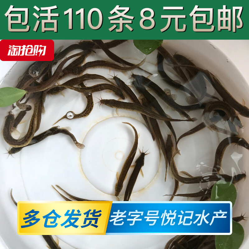 现货速发小泥鳅苗鲜活乌龟金龙鱼鹦鹉黑鱼活鱼饲料鱼翘嘴养殖鱼苗