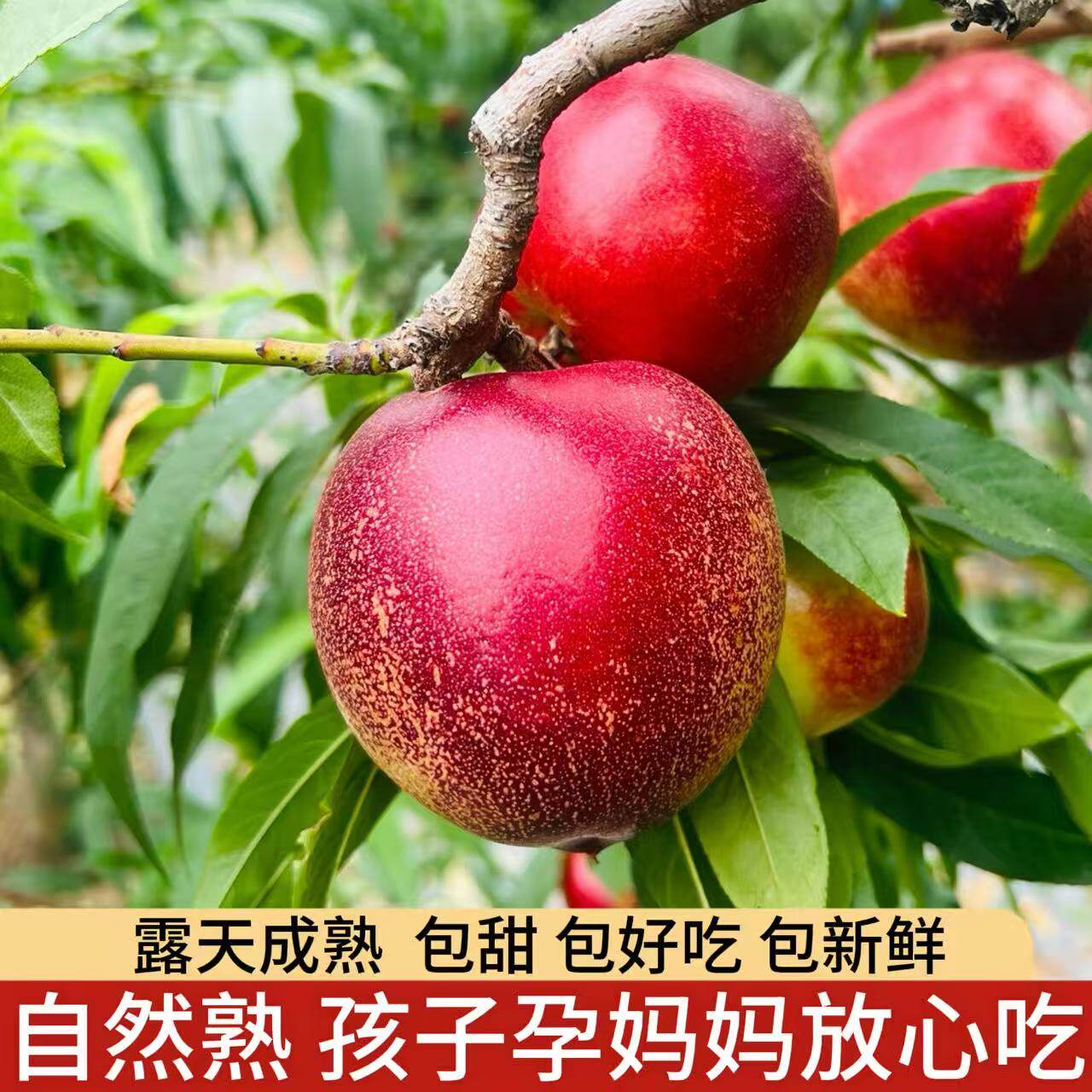 2026头茬【早上摘中午发】包新鲜