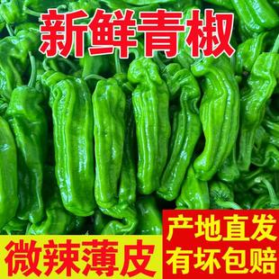 山东薄皮辣椒新鲜批发青椒农家自种新鲜蔬菜时令精品现摘脆皮辣子