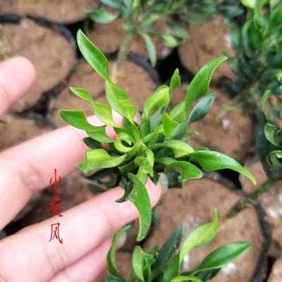 山头林村 红芽珍珠罗汉松 圆叶珍珠罗汉松 盆景素材罗汉松树苗室