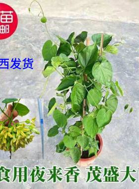 食用夜香花苗千里香夜兰花清香味道爬藤夜香花阳台花园楼顶