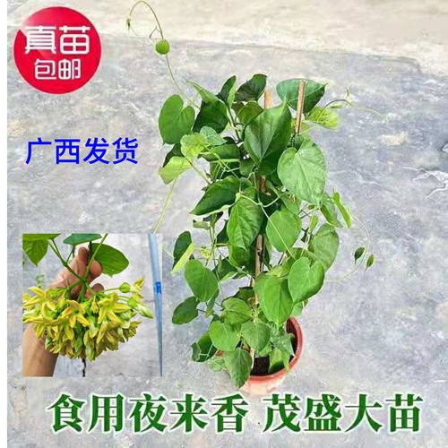 食用夜香花苗千里香夜兰花清香味道爬藤夜香花阳台花园楼顶