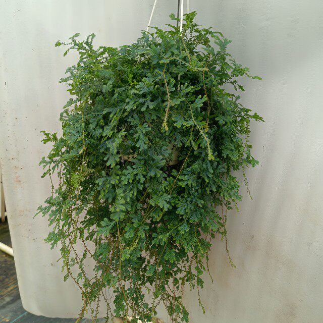 变色龙蕨 翠云草 珊瑚藤蕨 新奇垂吊植物可爬藤可垂吊客厅办公室