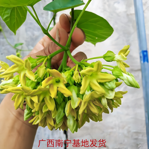 食用千里香苗 夜香花苗 夜兰花苗 藤本夜香花苗 阳台花园楼顶好养