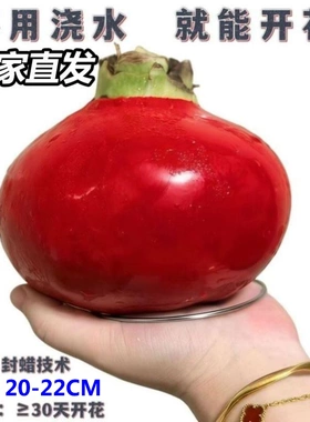 朱顶红蜡球好运封冬礼品开花客厅