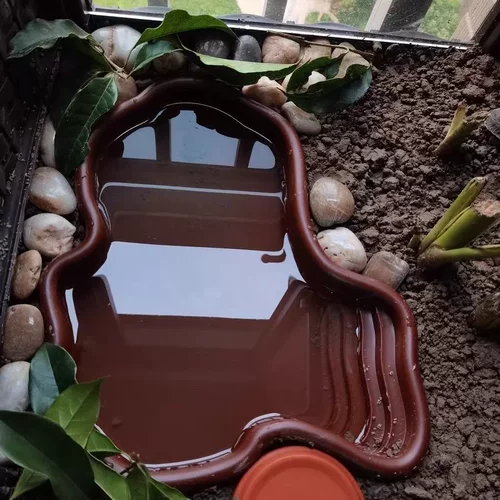 乌龟泡澡盆养殖箱造景盆黄缘龟