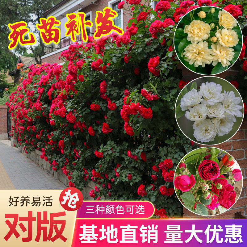 红木香花苗爬藤植物大苗盆栽四季开花卉重瓣黄白刺甜蜜树苗浓香