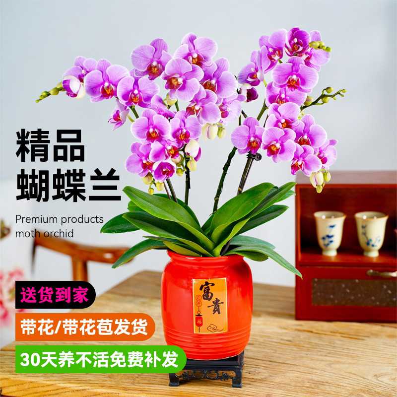 精品蝴蝶兰盆栽带花苞年宵室内真花春节高端送礼花卉绿植大盆兰花