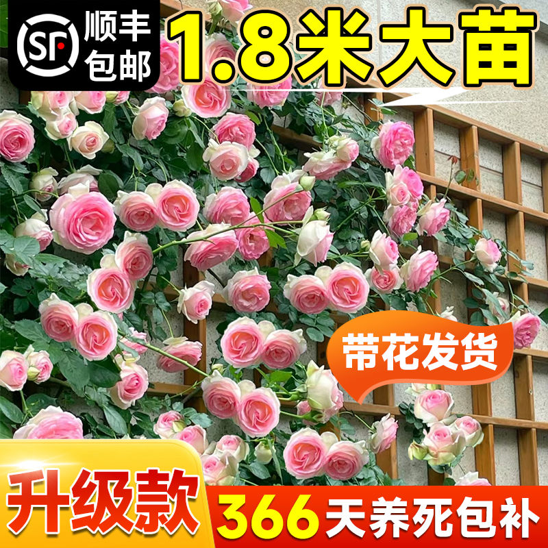 1米8母系大苗蔷薇花苗爬藤植物树墙微藤本月季四季开花卉盆栽玫瑰