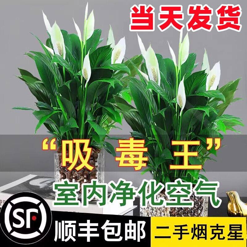 白掌盆栽一帆风顺绿萝箩花卉植物室内花水培红掌绿植发财树吸甲醛
