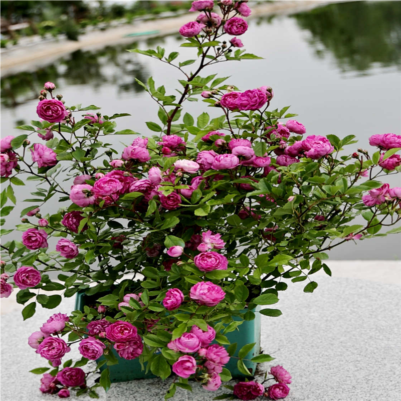s18中大苗葡萄园之歌爬藤月季庭院花墙花苗盆栽庭院玫瑰粉紫色苗