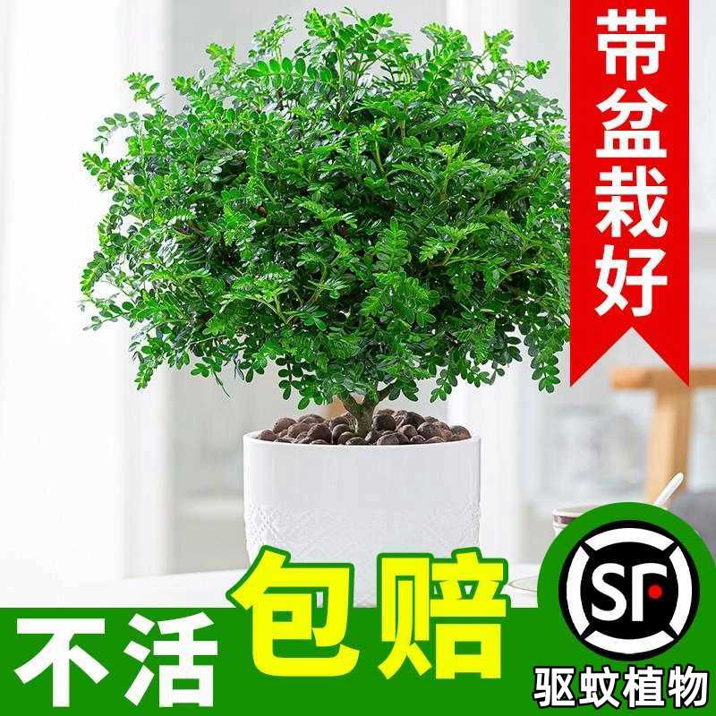 正宗清香胡椒木盆栽室内外草驱蚊绿植物花卉客厅办公室九里香盆景