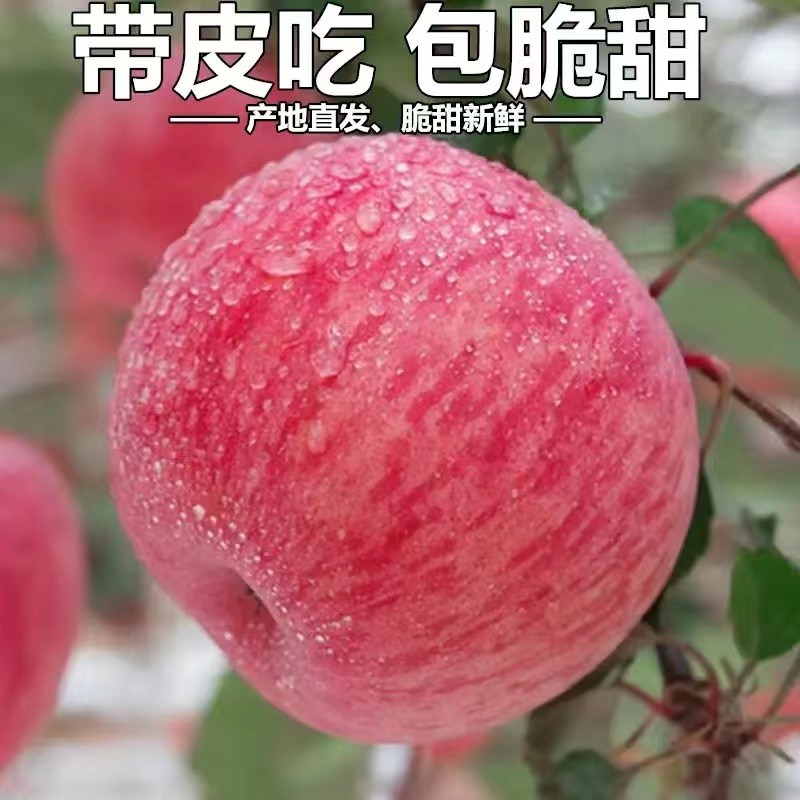 脆甜多汁正宗陕西高山红富士苹果水果新鲜皮薄肉厚包脆甜多汁B