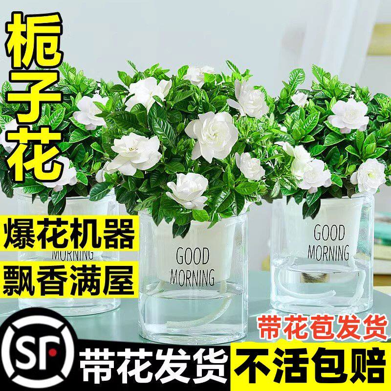 栀子花盆栽带花苞易活水培植物绿植室内花卉大全树苗多肉四季开花
