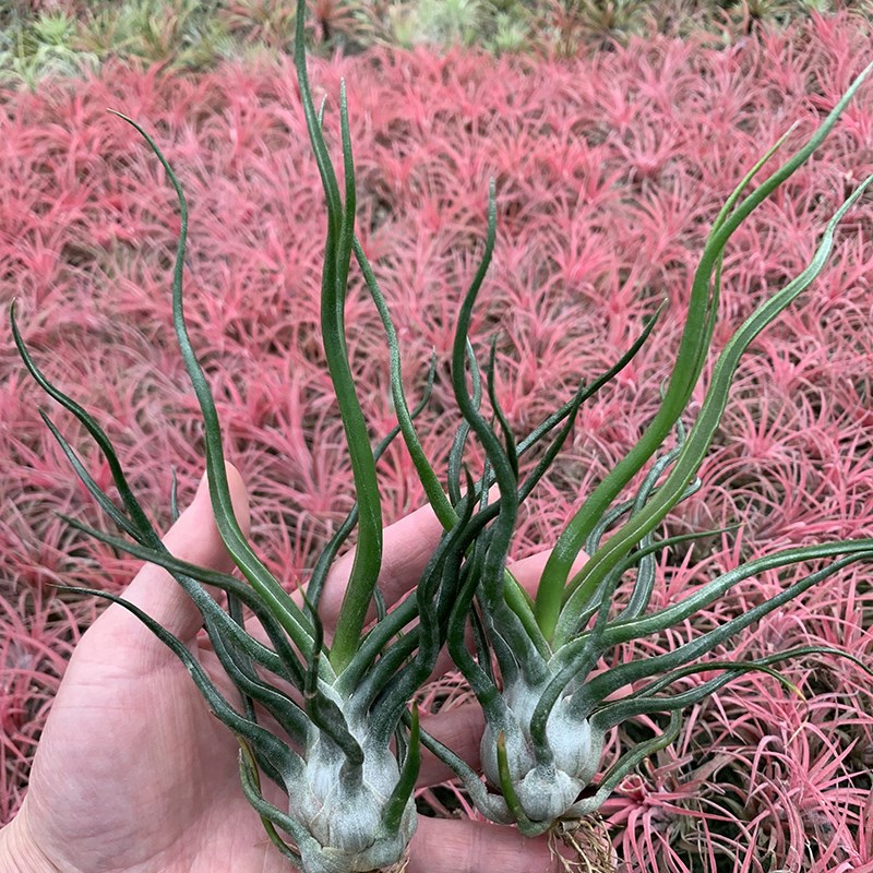 空气凤梨植物 章鱼杂电卷   章鱼卷 绿植盆栽花草