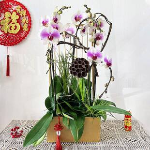 简祥云新无品牌/中摆式蝴蝶兰花架仿植物花盆约轻奢真年宵花盆栽