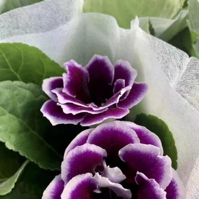 一颗包邮重瓣大岩桐盆栽带花苞发货芙蓉花带花苞发货室内四季开