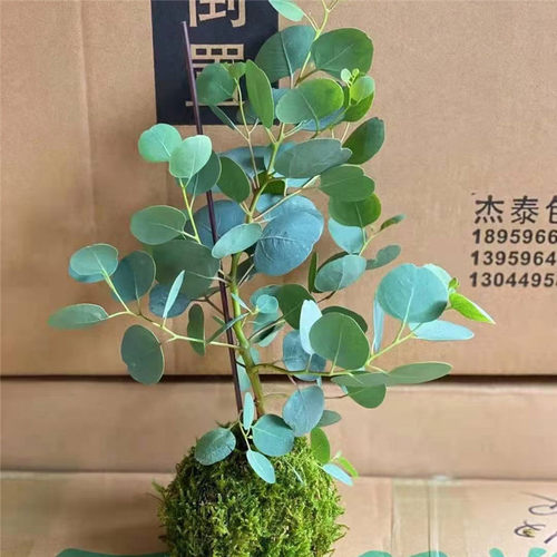 尤加利苗盆栽植物imns风四季木本干真鲜切花水土培绿植银叶桉树