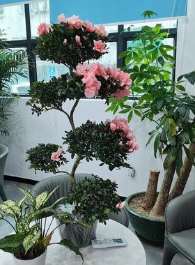四季开花杨梅红杜鹃花游龙w造型盆景绿植室内外好养易活耐寒耐热