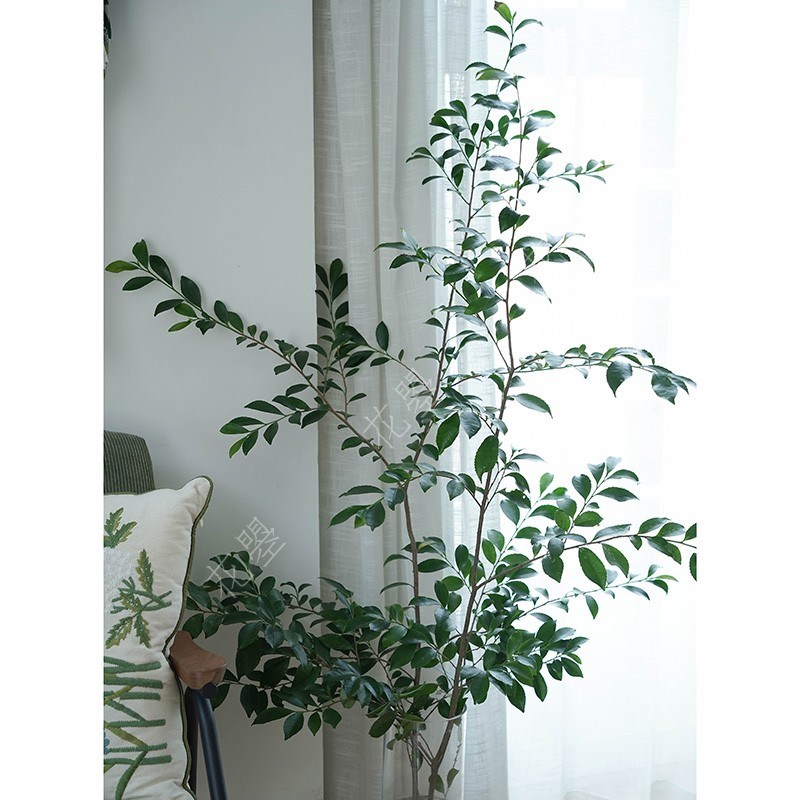 超长待机榆树叶植物鲜切枝条水养鲜花马醉木吊P钟平替款植物瓶插
