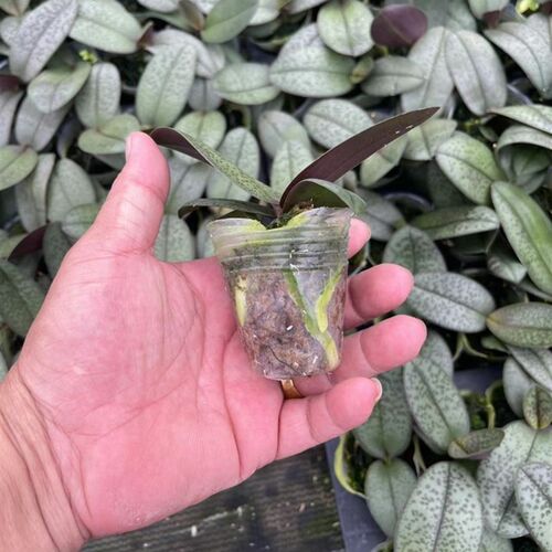 槟榔西施1.7 西雷利基F因全天香到货下单发货