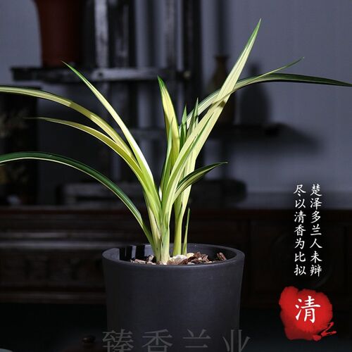 墨兰高档艺草w兰阳之松精品兰花苗