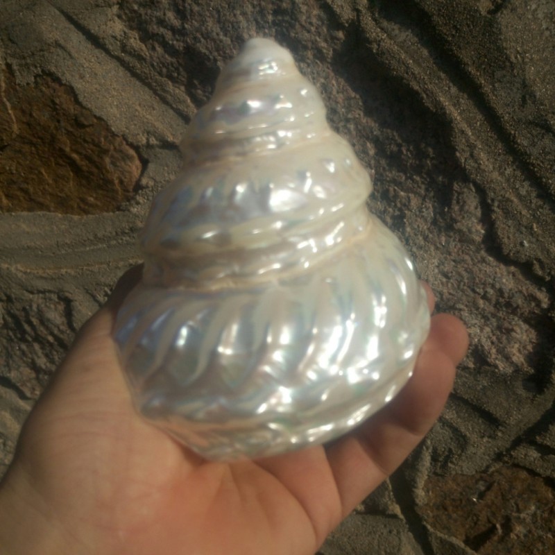 超大亮光荧d光珍珠塔螺 标本螺 地中海家居收藏螺鱼缸造景橱窗装