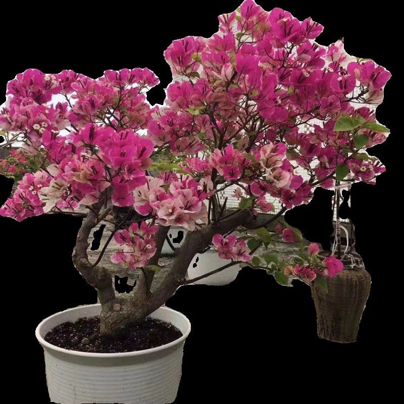 寄养 三角梅一组(一物一拍)四季开花三角梅老W桩爬藤三角梅,鲜花速递/花卉仿真/绿植园艺,造型盆景,淘宝优惠券,粉丝福利购,淘宝优惠卷