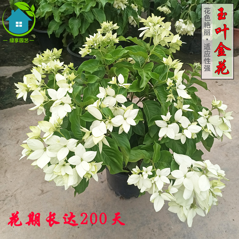白粉玉叶c金花鲜花盆栽四季开花多年生植物花园耐阴耐热净化空气