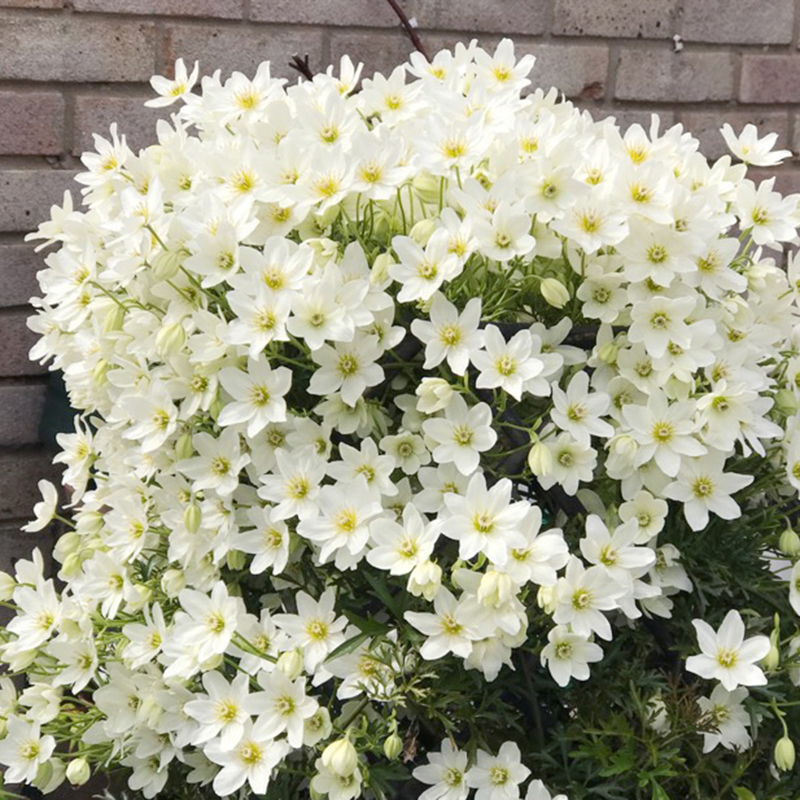 银币雪崩铁c线莲花苗爬藤常绿植物盆栽花架窗台阳台攀援可垂吊花