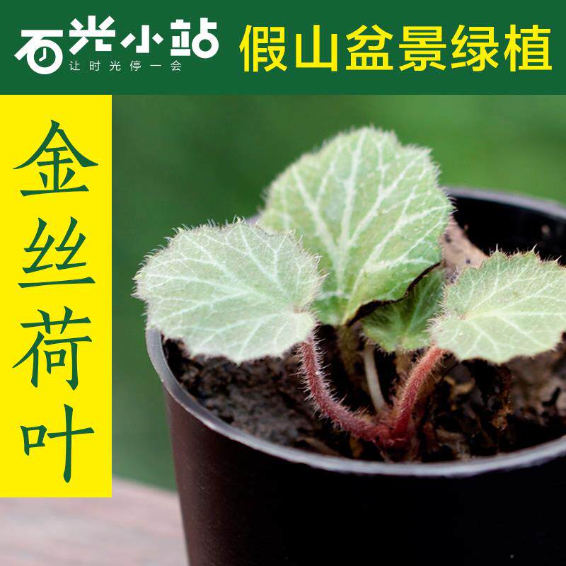 金丝荷叶虎耳草虎耳茸吸水石上水石假山盆景绿植物可攀爬繁殖好养