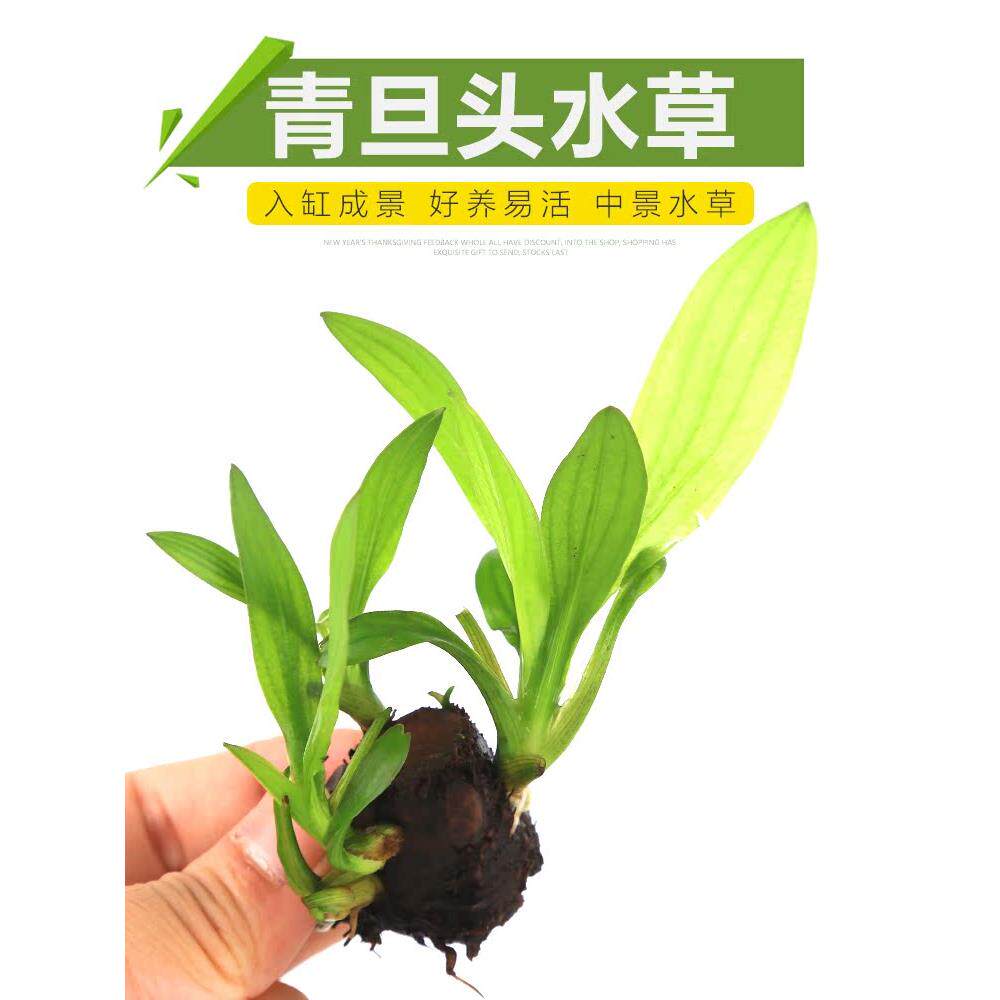 青旦红旦懒人淡水青蛋红蛋花旦花蛋阴性好养皇冠类真水草新手推荐