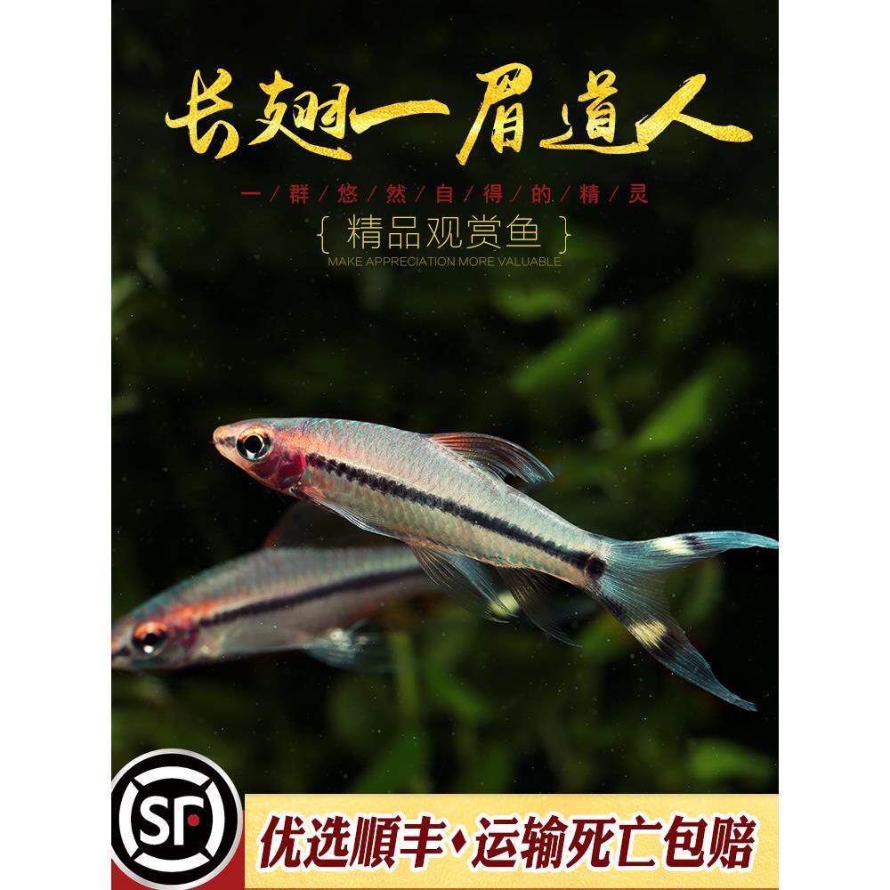 长翅一眉道人鱼小型观赏鱼群游之王大帆长尾长翅蝶翼红一眉道人鱼