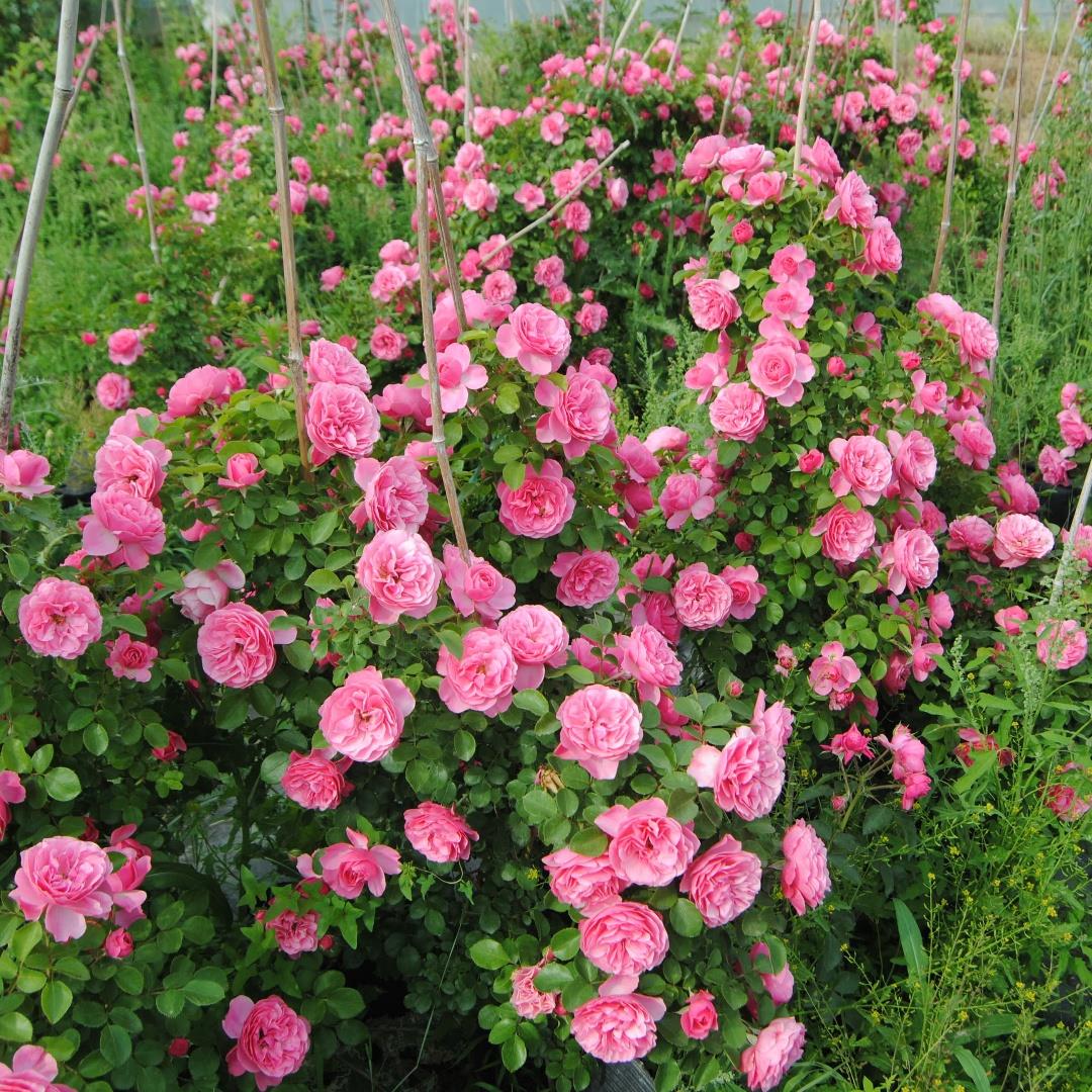 粉色达芬奇藤本月季花苗盆栽特大花浓香四季阳台庭院花卉植物粉达