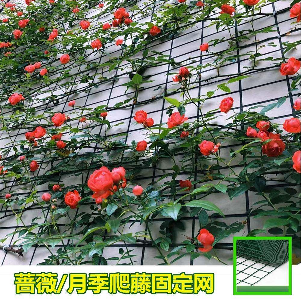 月季爬藤网蔷薇花墙藤蔓挂墙牵引固定架园艺铁丝网户外养殖防护网