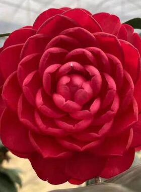 赤丹 六角大红色 年宵花卉福建龙岩盆栽茶花带花苞经典大红色茶花