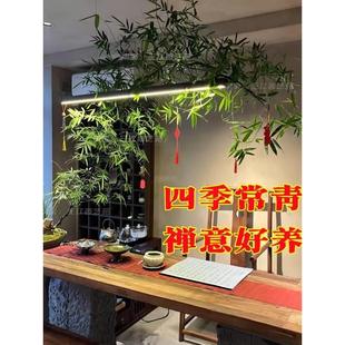 小叶簕竹成品带盆栽好禅意优雅四季 常绿室内客厅玄关茶室绿植盆景