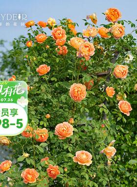 海蒂的花园夏洛特夫人英国奥斯汀藤本月季露台庭院花卉植物盆栽苗